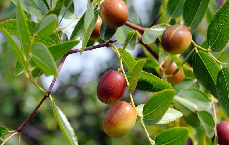 O specie din China s-a adaptat perfect lângă Craiova. Are fructul dulce-acrișor, cu aromă de ciocolată când e uscat