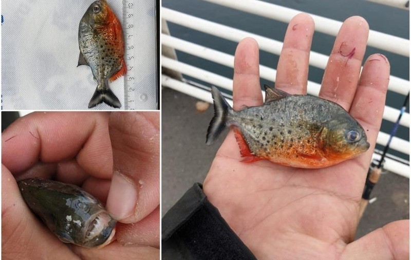 Piranha cu burtă roșie, găsit în Crișul Repede. Autoritățile demarează o anchetă