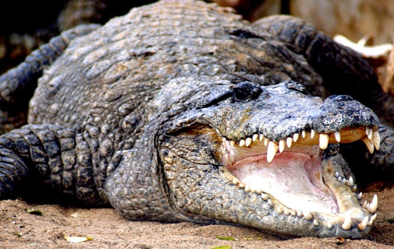 Un crocodil de 600 de kg a fost prins în sfârșit, după 10 ani de căutări. Totul s-a întâmplat în Australia