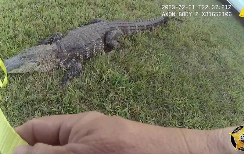 Un aligator l-a mușcat pe un bărbat din Florida imediat după ce acesta a deschis ușa. „L-am surprins la fel de mult cum m-a surprins el pe mine"