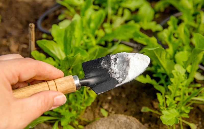 De ce e bine să pui bicarbonat de sodiu în pământul pentru flori. Rezultatul este uimitor