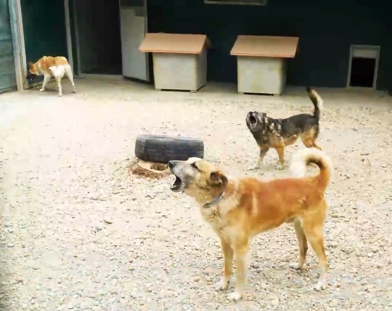 Acasă la motanul Putin şi câinele Zelenski. 30 de animale salvate din Ucraina şi-au găsit salvarea la un adăpost din Cernavodă