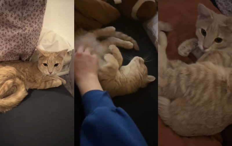 O femeie a mers la un adăpost de animale să adopte cea mai timidă pisică portocalie, dar felina s-a schimbat imediat când a văzut-o