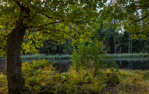 Proprietara unei vile i-a cerut vecinului ei să taie 34 de mesteceni pentru că îi blochează vederea către lac de pe terasă, în Elveția
