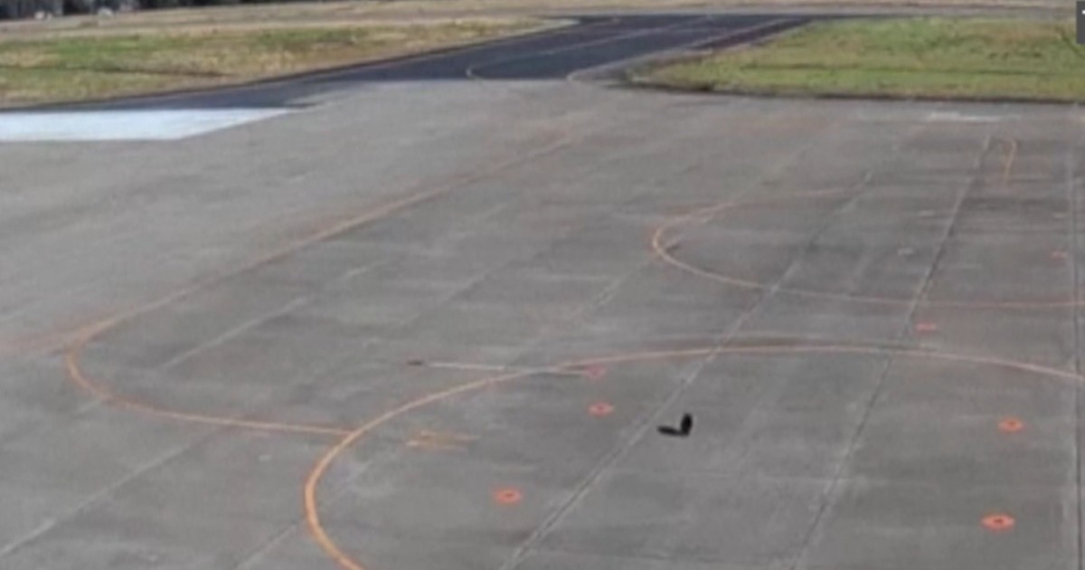 Un urs pe pista unui aeroport