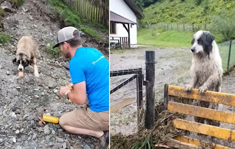 Batoane cu carne cărate și „parașutate” cu drona la Broșteni pentru zecile de câini și pisici abandonate în urma inundațiilor