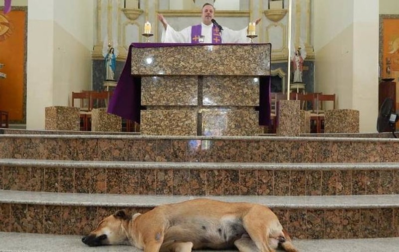 Un preot din Brazilia aduce câini maidanezi la slujbă pentru a le găsi stăpân