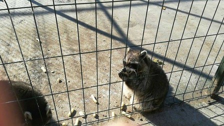 Ratonii îi conving pe trecători să le ofere înghețată