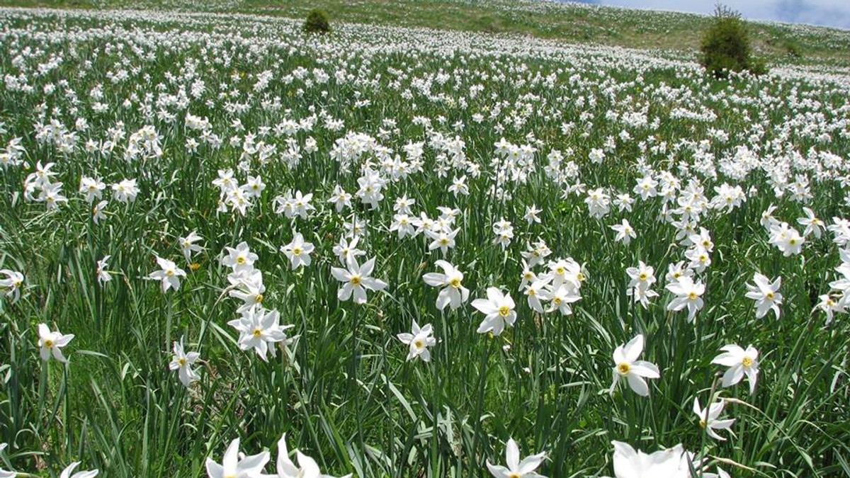 Poiana Narciselor. Locul fermecat din România cu milioane de flori