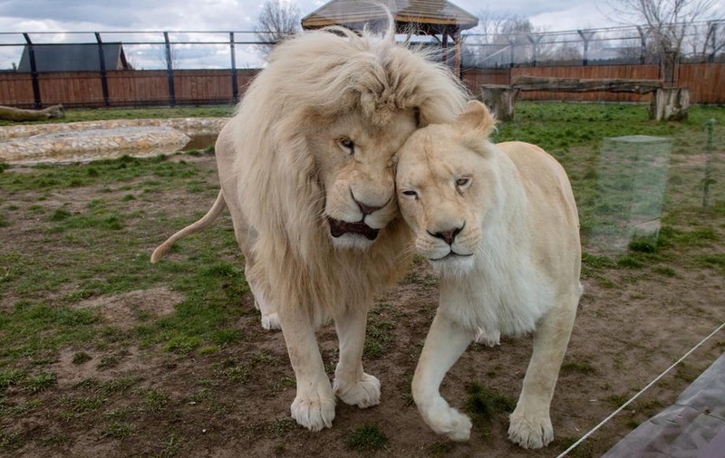Animalele de la o grădină zoologică din Germania ar putea deveni hrană pentru celelalte animale din parc
