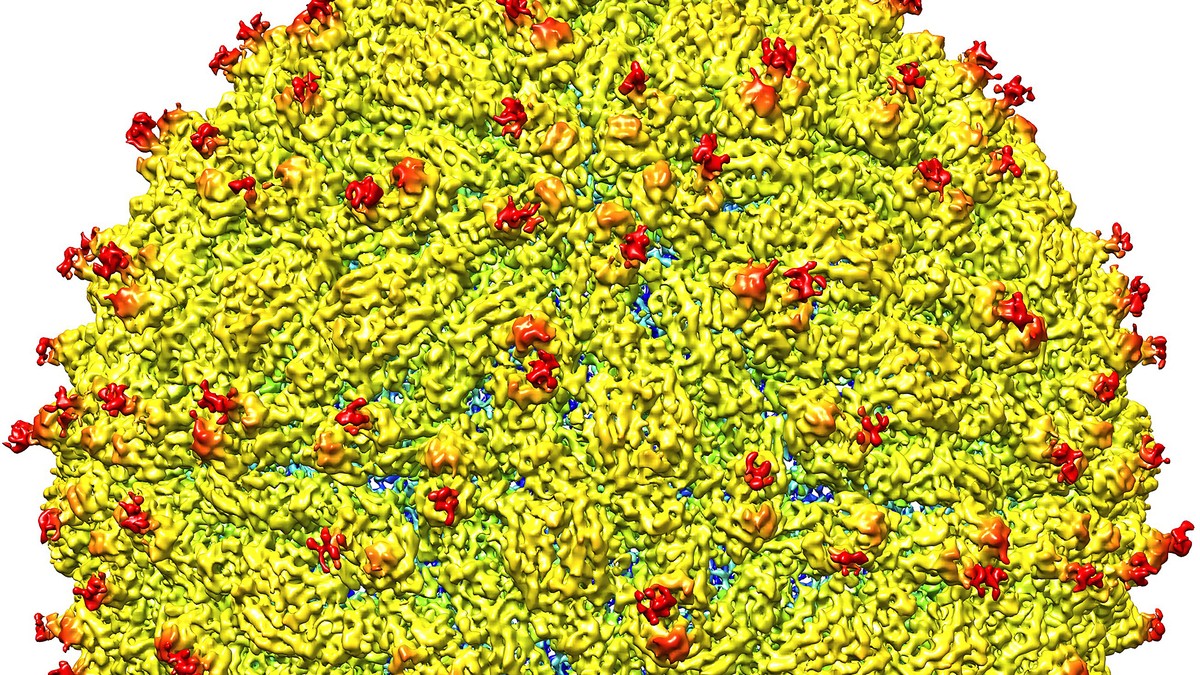 virusul zika in romania
