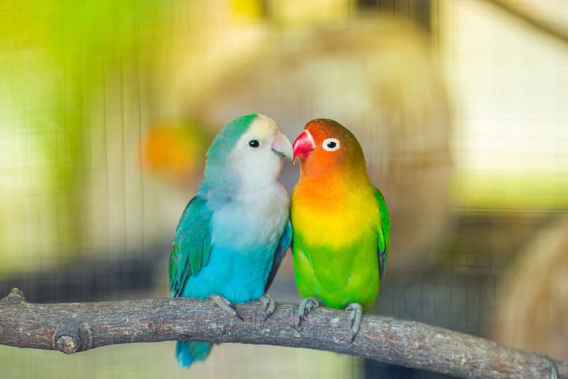 Papagali lovebirds