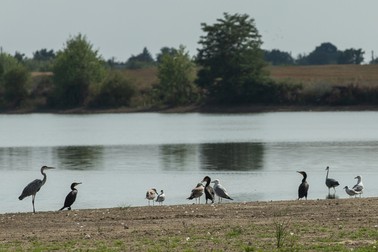 Cu penaj negru, 3 cormorani stau la marginea unei alte bălți din Săbiești | Foto: Vlad Chirea / Libertatea