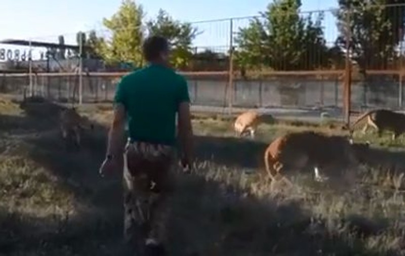 VIDEO | Un bărbat a despărțit cu papucul doi lei agitați într-un parc safari din Crimeea