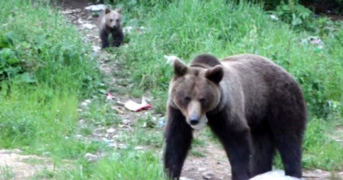 Doi turişti care s-au întâlnit cu un urs, în timpul nopţii de sâmbătă spre duminică, pe un traseu din munţii Bucegi s-au urcat, de frică, într-un brad, unde au aşteptat, timp de aproape o oră, să fie recuperaţi de jandarmii montani.