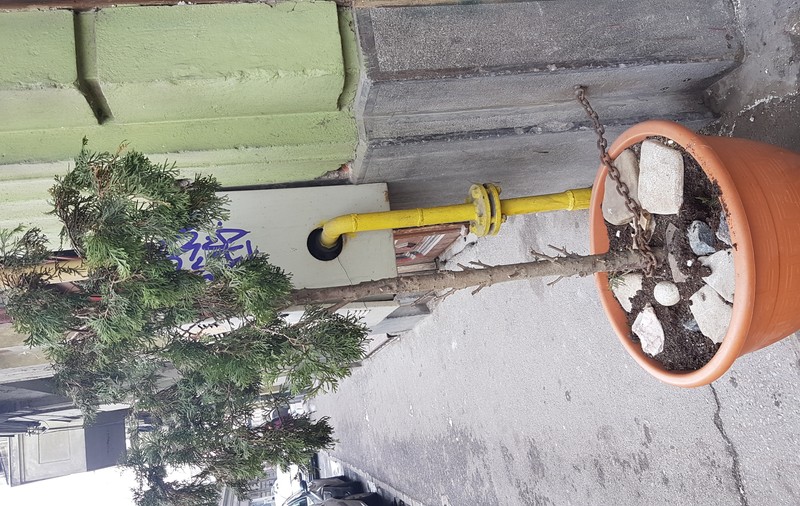A legat brazii cu lanțuri pentru a nu mai fi furați, în Arad. Hoțul, suprins în acțiune de camerele de supraveghere