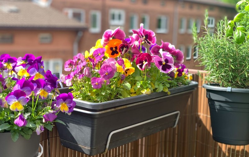 Cele mai frumoase flori de primăvară pentru balcon. Cum să ai acasă o grădină colorată cu flori în ghiveci