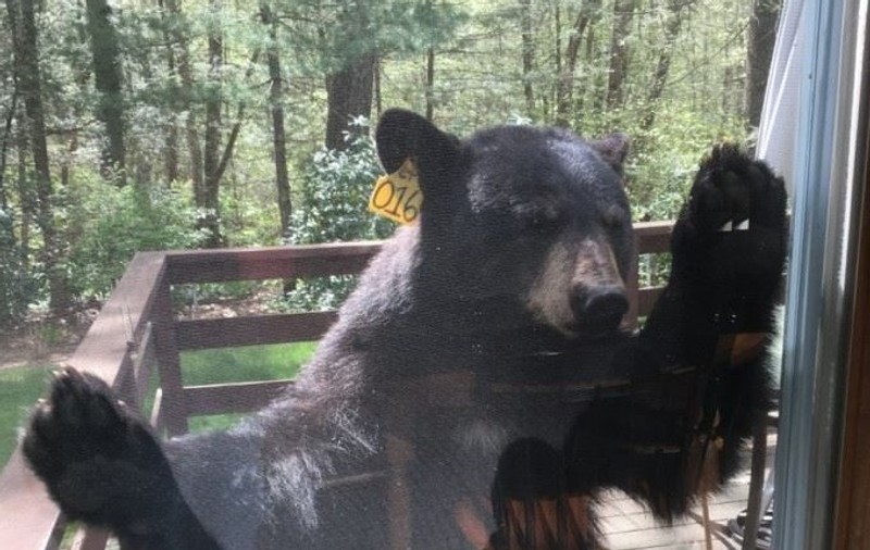 Un urs a rămas blocat într-un gard de sârmă ghimpată, în Buzău. Animalul a fost tranchilizat și apoi eliberat în pădure