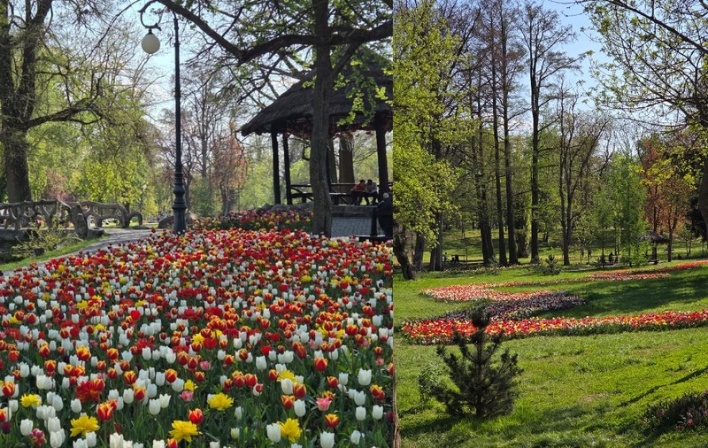 Orașul Craiova va cumpăra plante de 1,2 milioane de euro în 2026