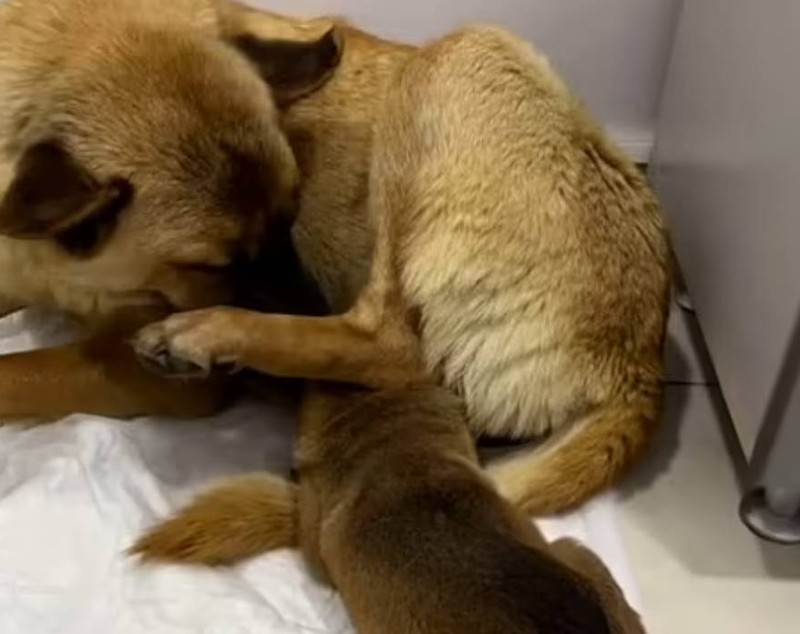 O cățelușă fără adăpost și-a dus singură puiul bolnav la veterinar. Imaginile au devenit virale