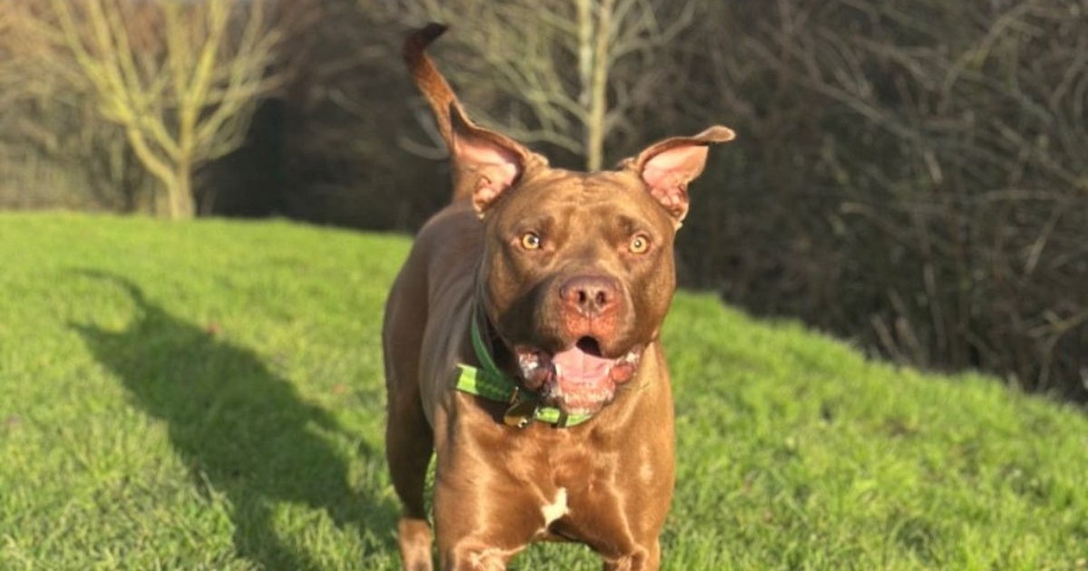 Un mastiff aleargă pe un câmp,