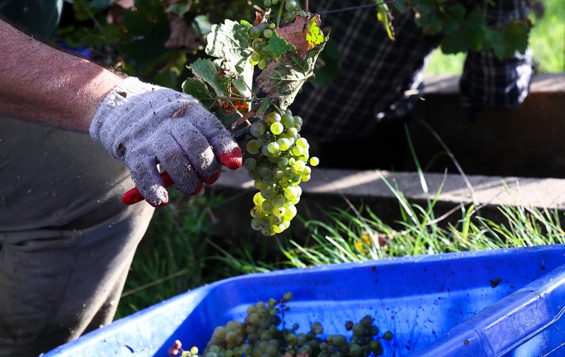 Producția de vin a UE va scădea cu până la 150 de milioane de hectolitri în acest an, anticipează Comisia Europeană