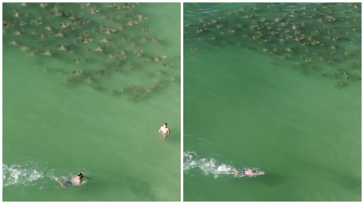 Un grup de pisici de mare a înotat printre oameni, în Florida.