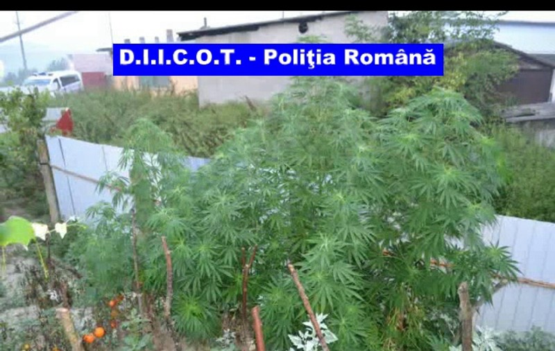 Bărbat reţinut de procurori pentru trafic de droguri! Cultiva cannabis în grădina de legume