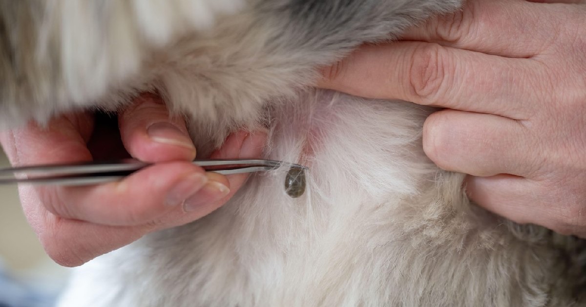 pensetă care îndepărtează căpușa îmbibată cu sânge din blana câinelui, paraziții periculoși din animalele de companie pot provoca infecții