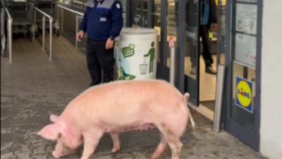 Porc la magazinul Lidl din orașul Victoria. Foto Captură video
