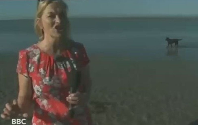 ASTA este FAZA ZILEI! Ce face un CĂŢEL în timp ce o REPORTERIŢĂ prezintă VREMEA! | VIDEO