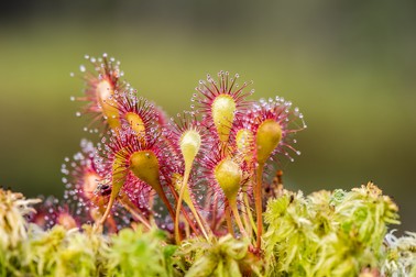 Curiozități despre plante carnivore