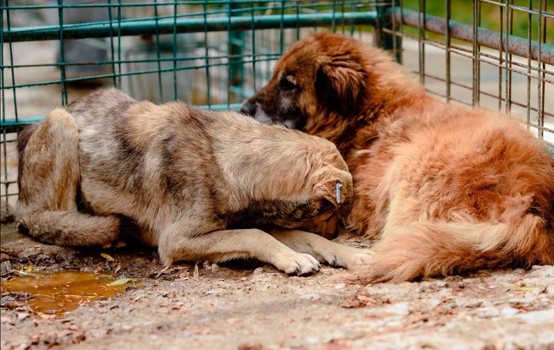 De Ziua Internațională a animalelor, mai multe organizații cer oprirea eutanasierii câinilor
