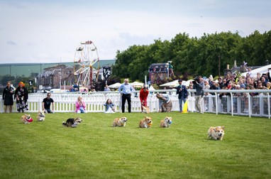 Cursă de câini Corgi, rasa preferată a Reginei Elisabeta, la Musselburgh Racecourse, organizată cu ocazia Jubileului de Platină | Foto: Profimedia
