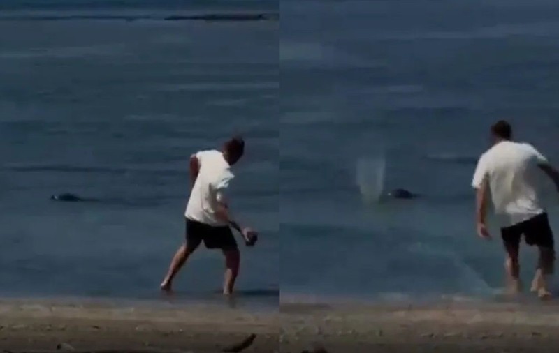 Un turist se laudă cu „nu-mi pasă, sunt bogat” în timp ce aruncă cu pietre în capul focilor