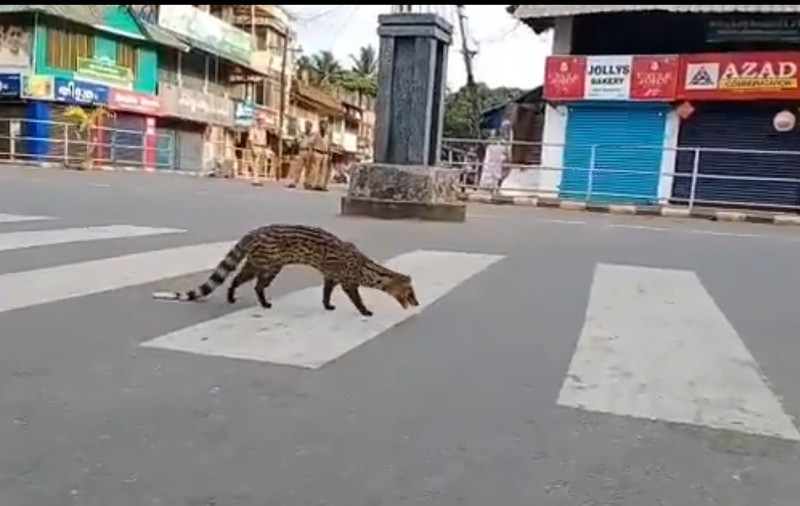 Un efect al pandemiei: Au apărut animale sălbatice pe străzile orașelor pustii