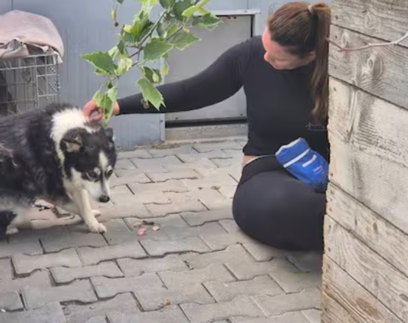 Kerstin Cook, fostă Miss Elveția, voluntar la adăpostul pentru animale din Galați: „Pe Icy l-am adoptat de aici, mi-a furat inima”