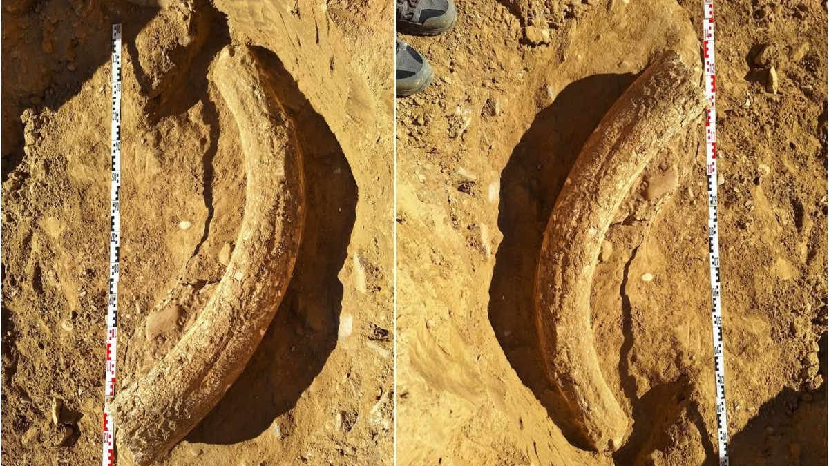 descoperire arheologica sapoca buzau incisiv superios fildes ce provine de la un mamut lânos.