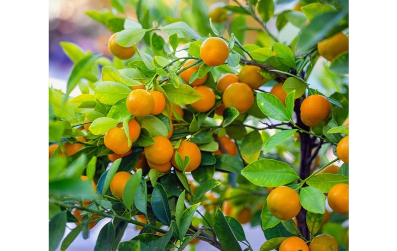 Lămâi, mandarin sau kumquat? Citrice la ghiveci care se adaptează bine în România