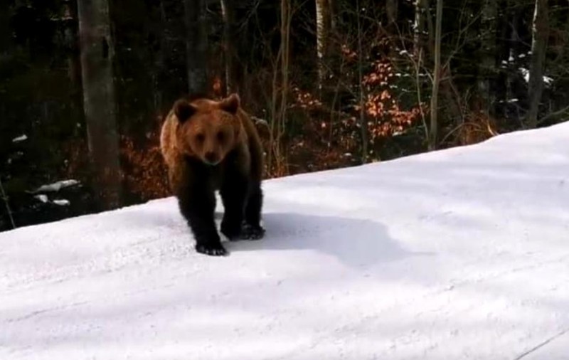 VIDEO | Imagini dramatice cu un alt urs filmat pe pârtie în Predeal. Cum a reușit un bărbat din telescaun să-l alunge