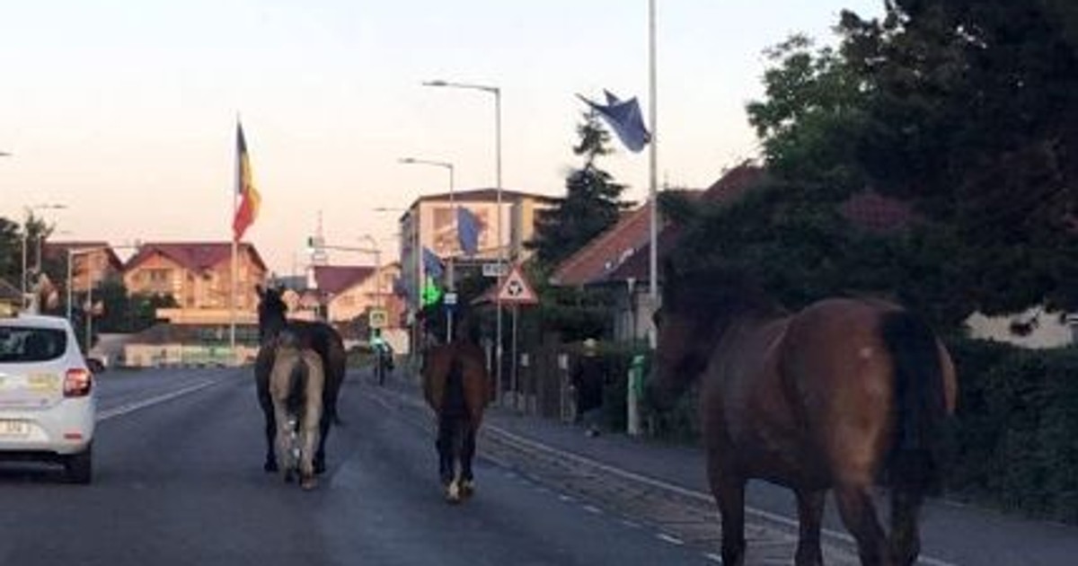 Caii au pus stăpânire pe străzile din Cluj-Napoca. Migrează zilnic la păscut prin mai multe zone ale orașului, în plină stradă