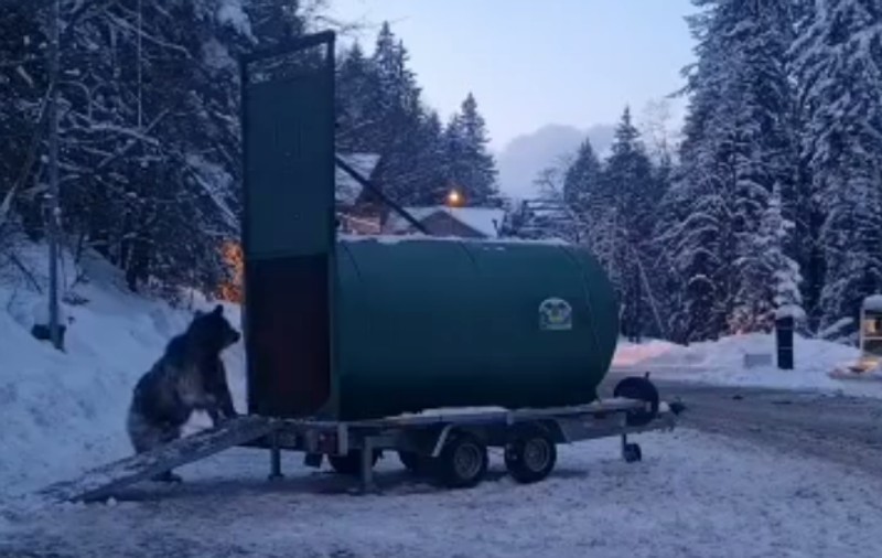 VIDEO | Ursul care a urmărit un schior pe pârtia din Predeal a fost relocat în vestul ţării