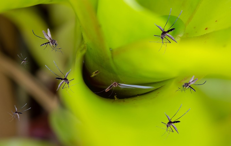 Plante care alungă țânțarii. Ține-le pe balcon pentru a scăpa de insecte