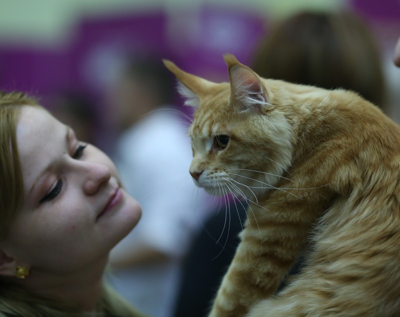FOTO EXCLUSIV/ Expoziție de feline la Romexpo. Peste 250 de pisici de rasă din toată lumea vor putea fi admirate în acest weekend