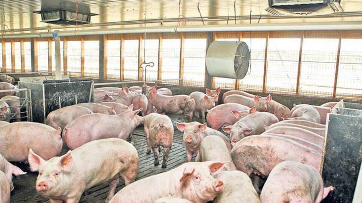 Târgurile de porci interzise în județul Brașov, din cauza pestei porcine africane