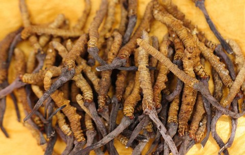 ordyceps sălbatic uscat pe fundal galben