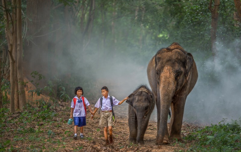 Doi frați din Thailanda au ca animale de companie doi elefanți. Imaginile care te vor cuceri instant