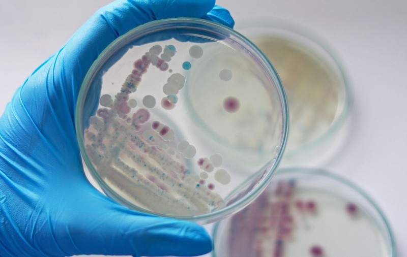 Alertă sanitară pe litoralul european: încălzirea apei mării aduce o bacterie periculoasă aproape de plaje