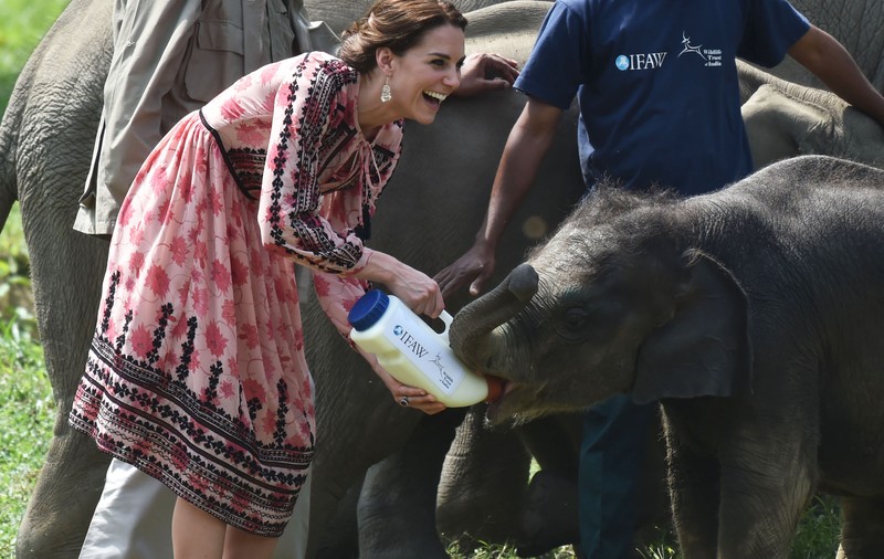 Kate Middleton a hrănit un pui de elefant și un pui de rinocer cu biberonul | FOTO