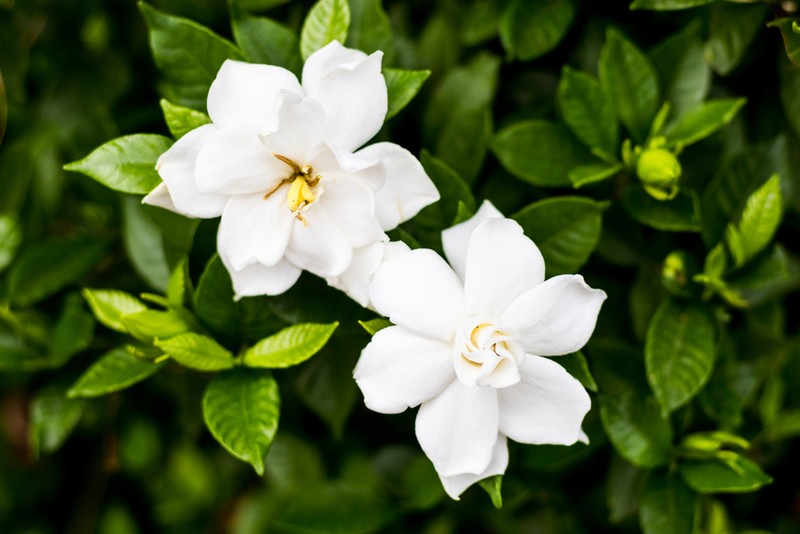 Informatii despre gardenia